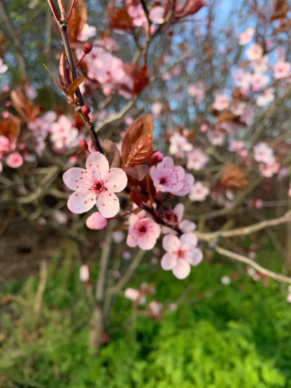 Blooming Spring Flowers