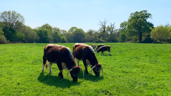 Cows in Windsor Great Park