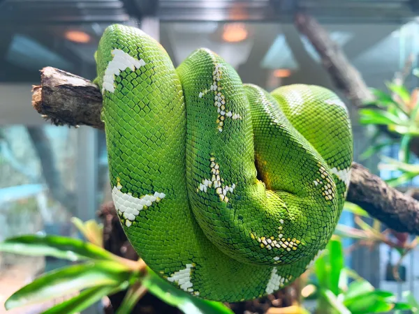 Green snake