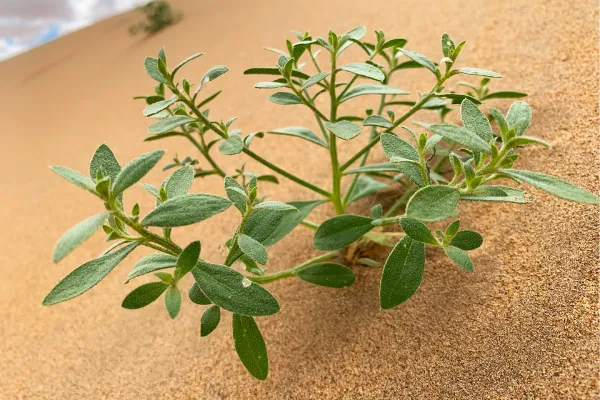 Plant in the middle of the desert