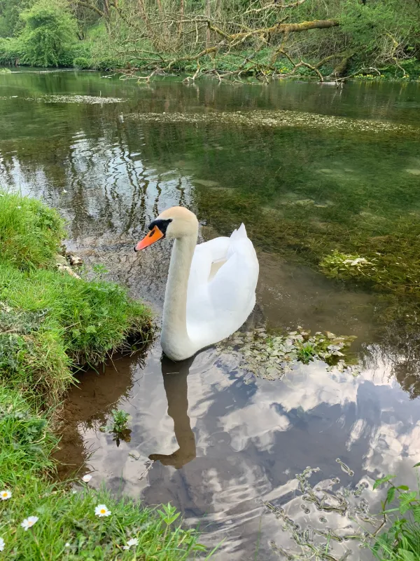 Swan swimming in a stream