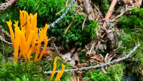 Yellow mushrooms